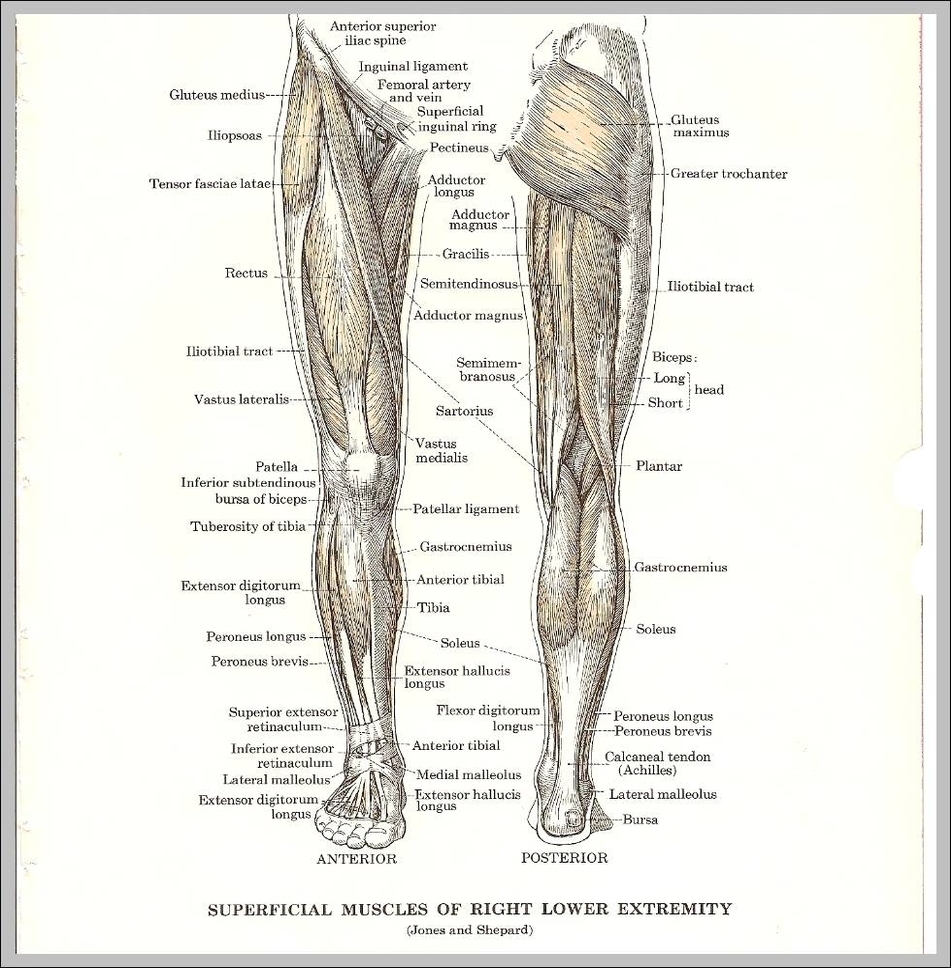 anatomy of the leg