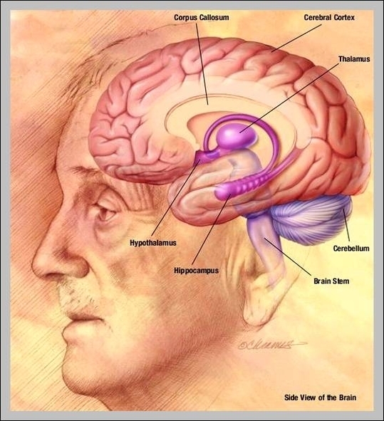 anatomy of the skull