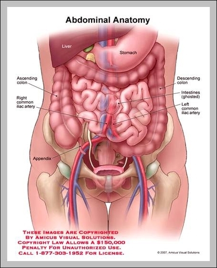 anatomy of the stomach area