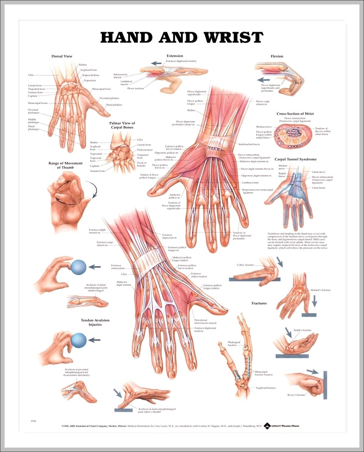anatomy of the wrist and hand