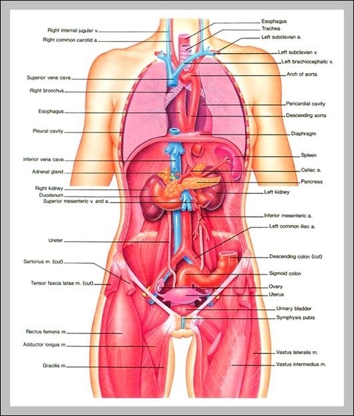 anatomy of upper body