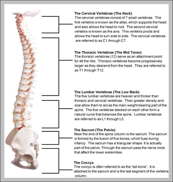 anatomy of vertebrae