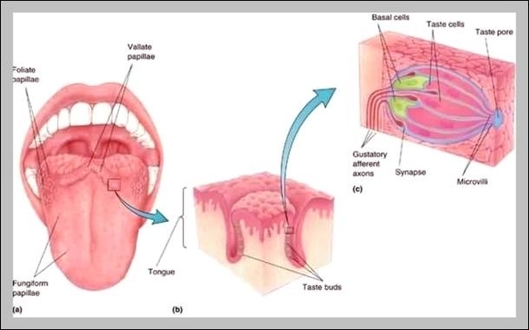 anatomy organ location