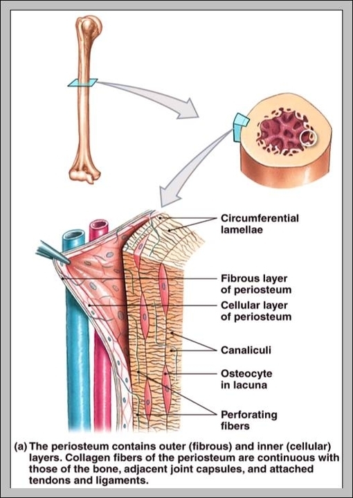 anatomy physiology i