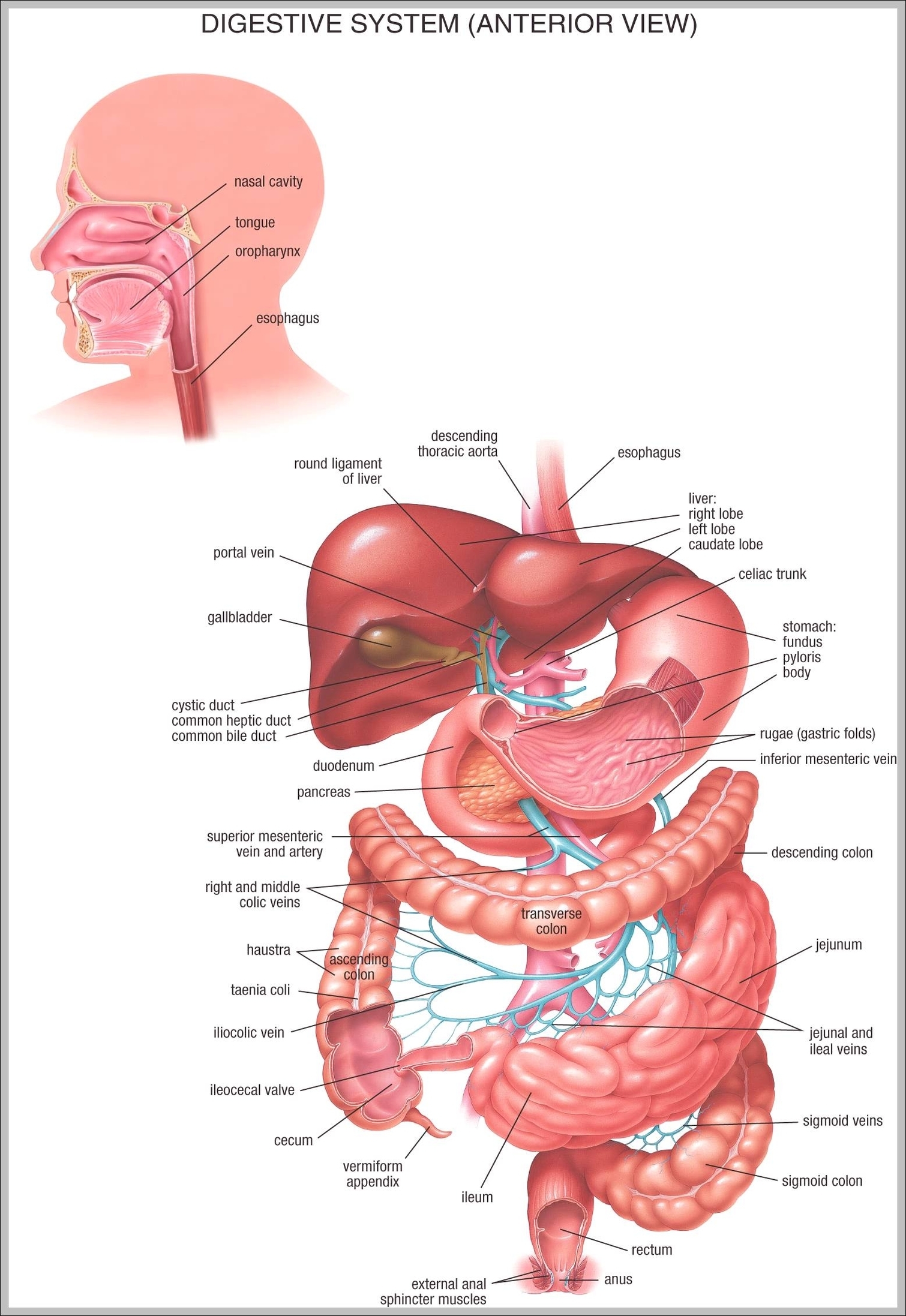 anatomy pictures
