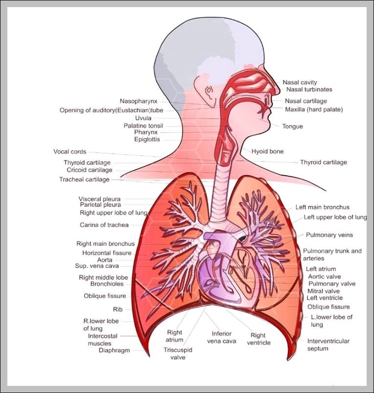 anatomy respiratory system
