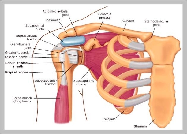 anatomy shoulder