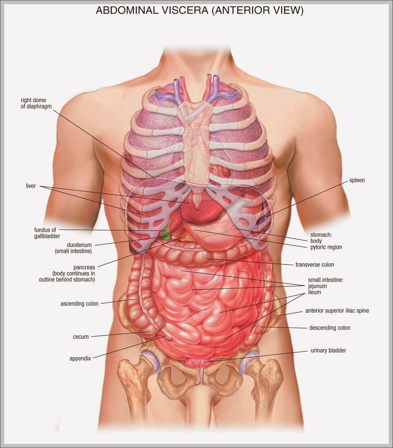 anatomy stomach area