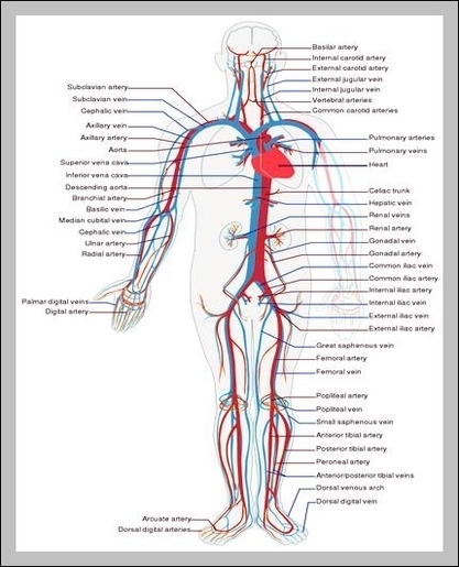 anatomy veins and arteries