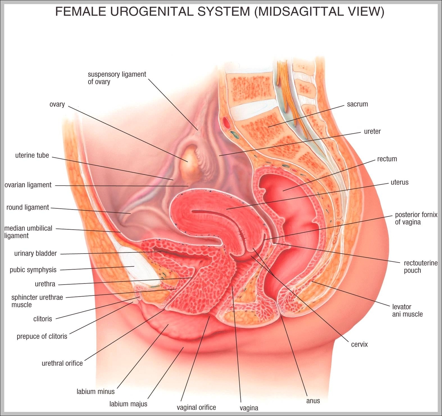 anatomy woman body