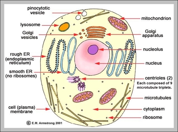 animal cell picture with labels