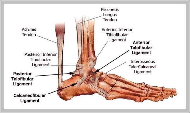 ankle bones diagram