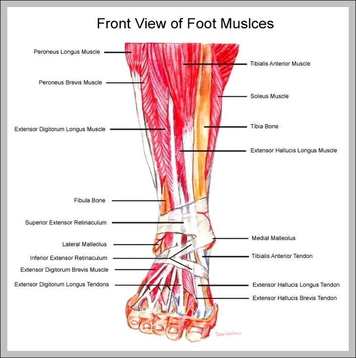 ankle muscles diagram