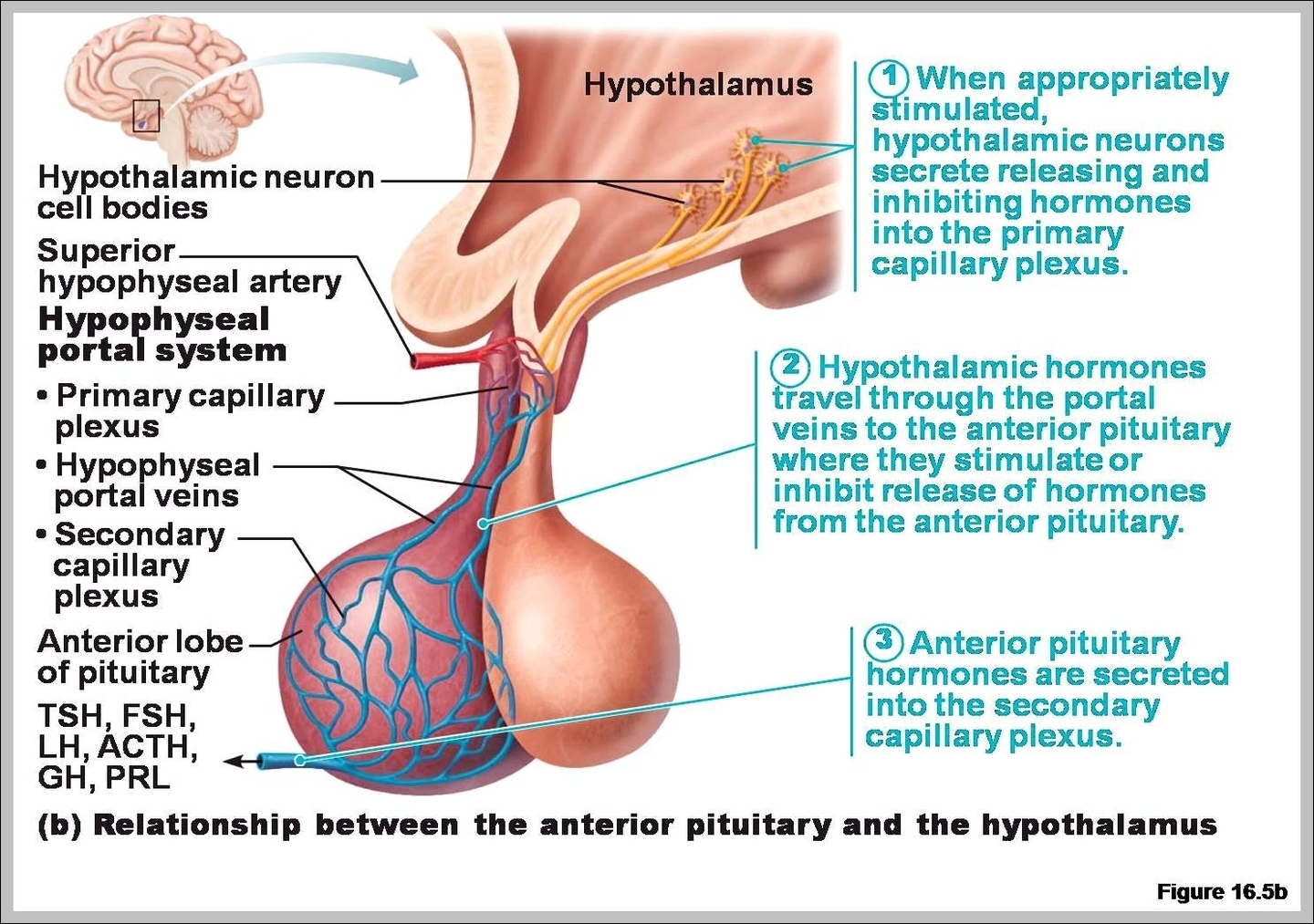 anterior lobe of the pituitary gland