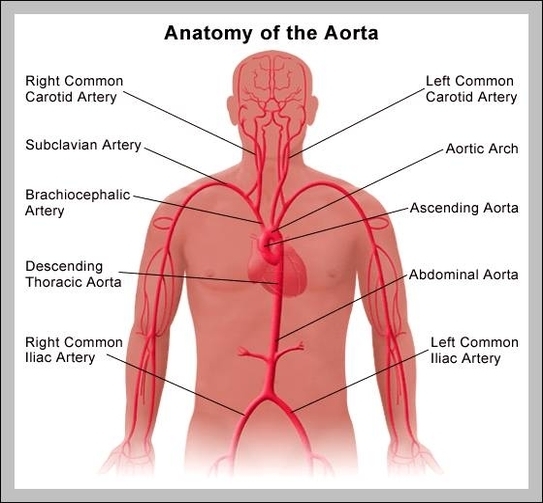 aorta pictures