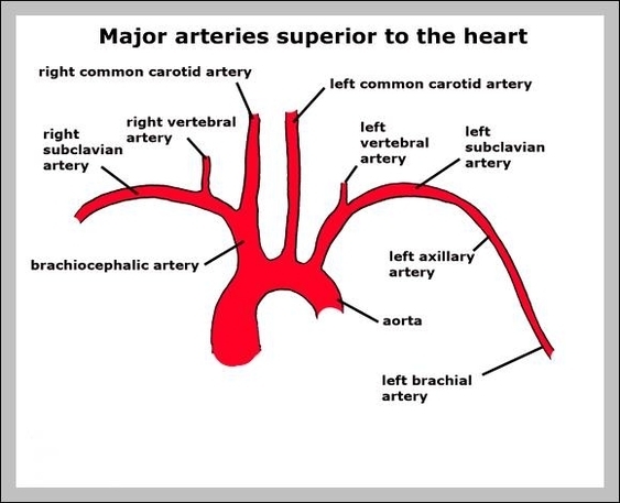 arch of aorta