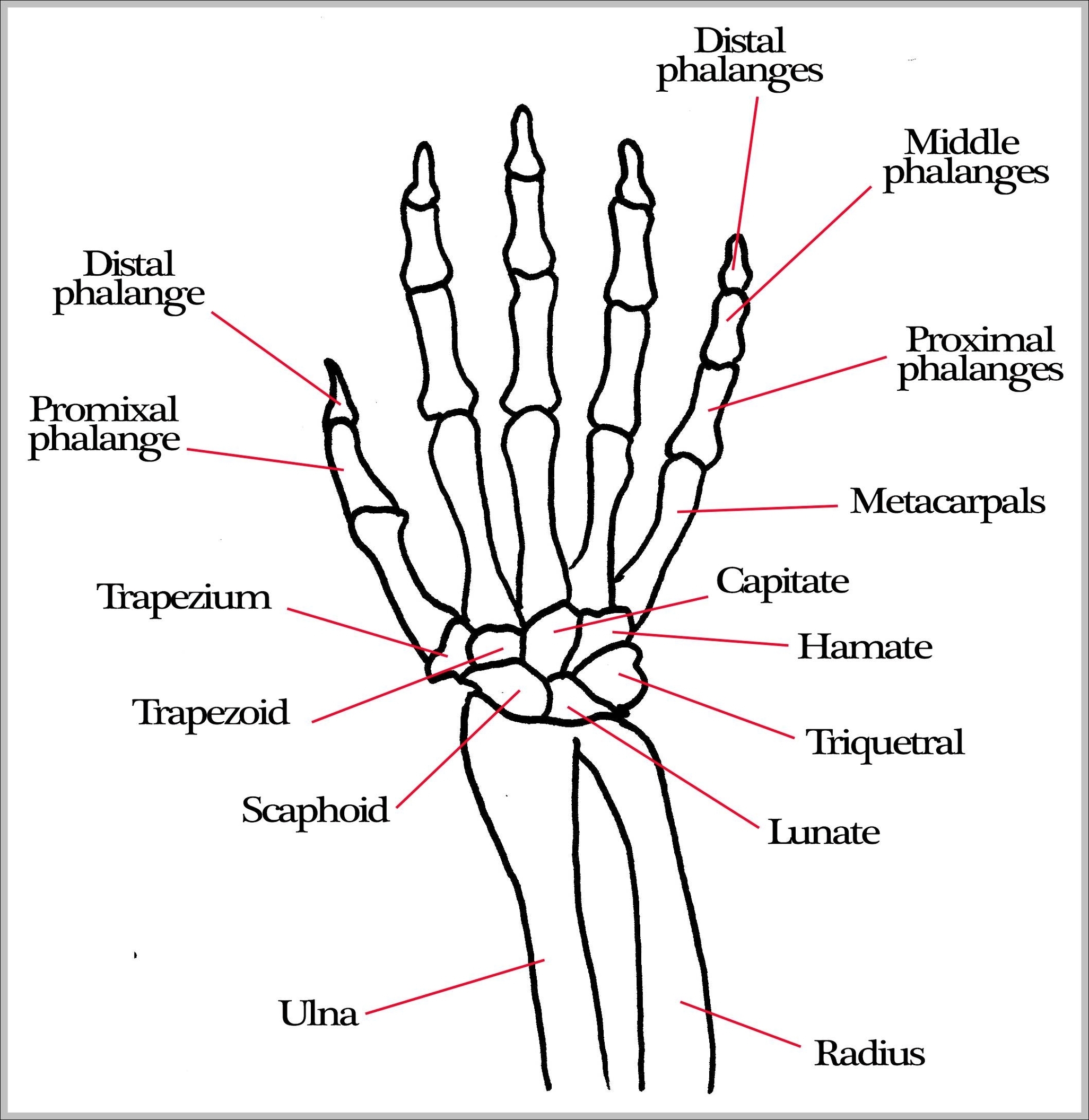 arm and hand bones