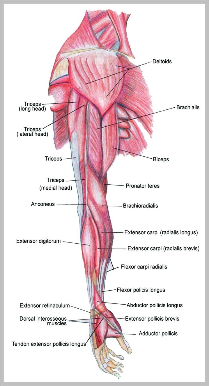 arm muscles diagram