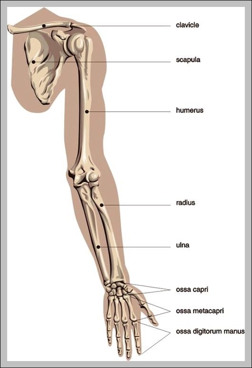 arm skeleton