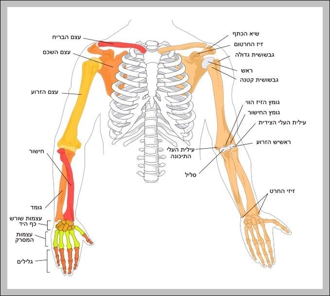 arms bones