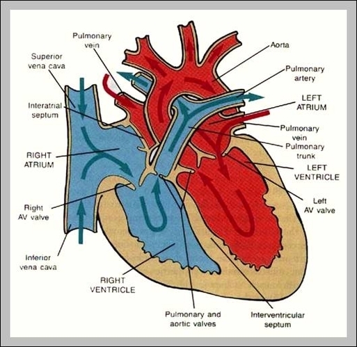 arteries function