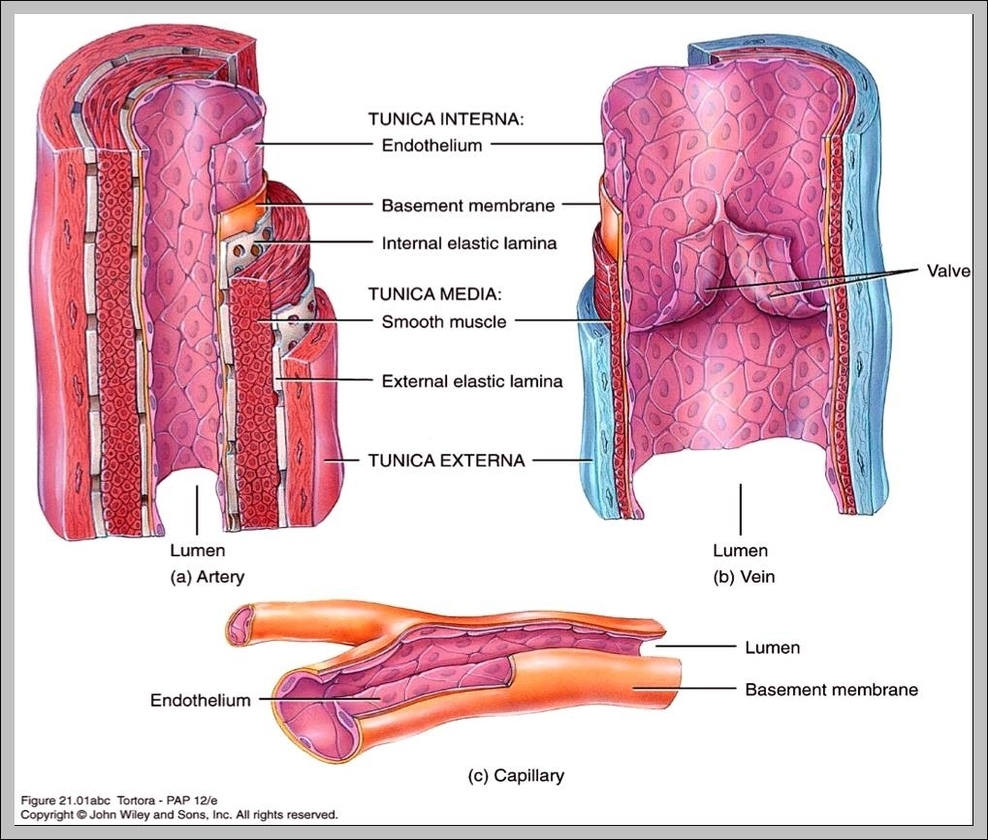 artery and vein