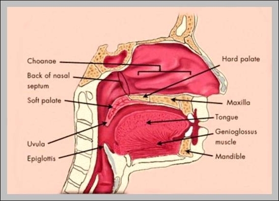 artery in neck