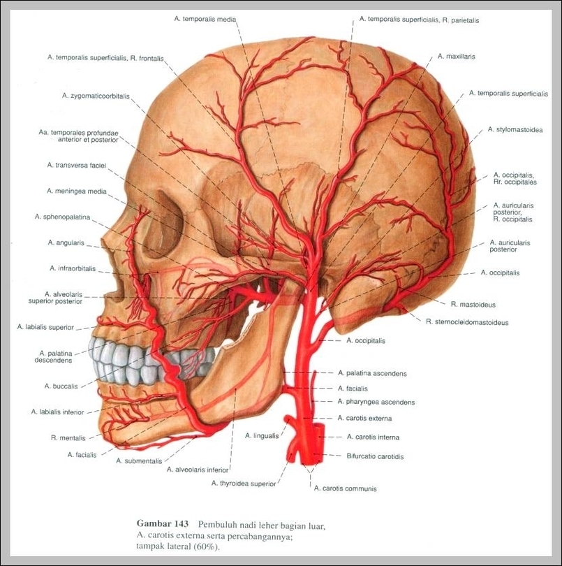 atlas anatomy