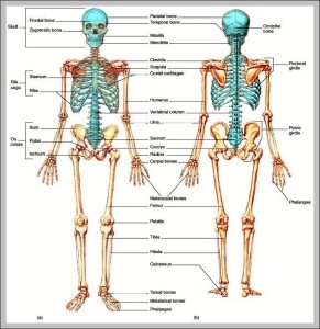 axial skeleton pictures - Graph Diagram