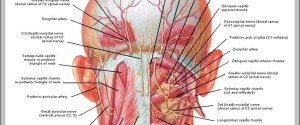 back and neck muscles