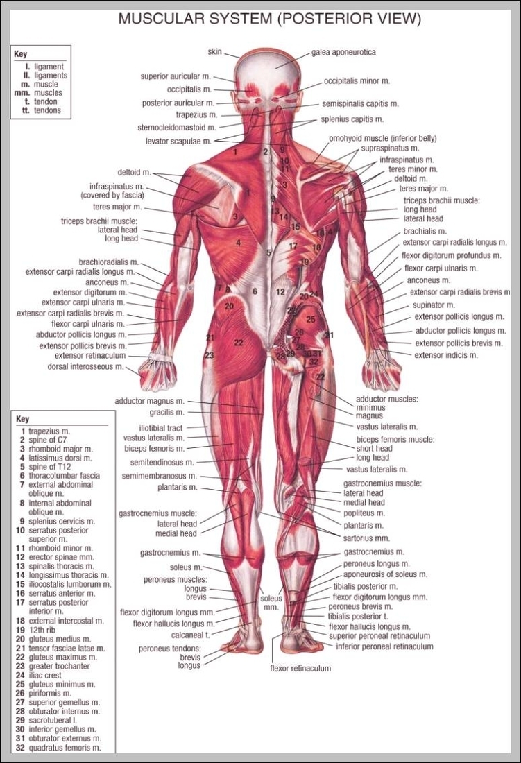 back muscle anatomy chart 744x1140