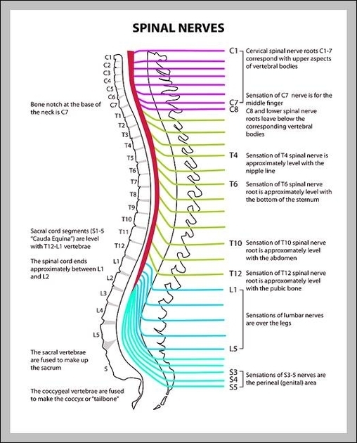 back nerves diagram