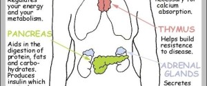 back of neck anatomy