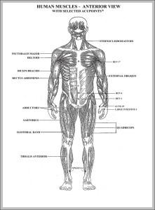 blank diagram of the human body - Graph Diagram