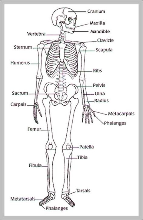 blank human skeleton diagram
