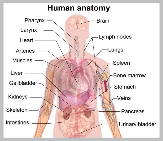 body anatomy chart organs
