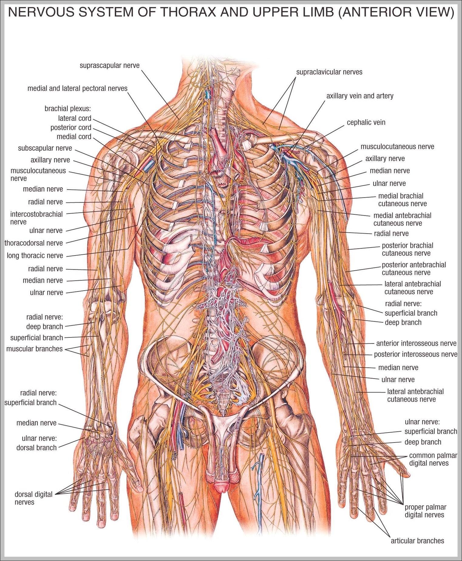 body anatomy diagram