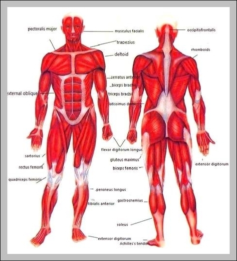 body diagram muscles