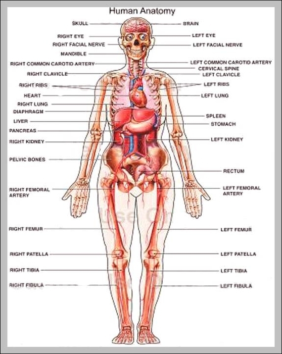 body map of organs