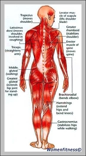 body muscle map
