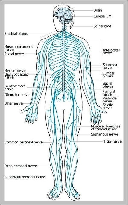 body nervous system