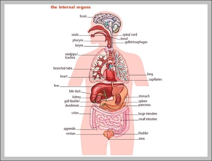 body organ images