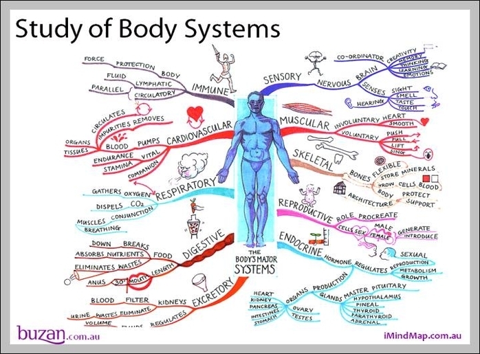 body systems pictures
