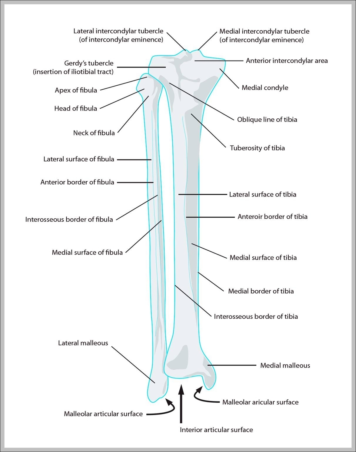 bones in the lower leg