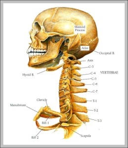 Bones In The Neck Diagram