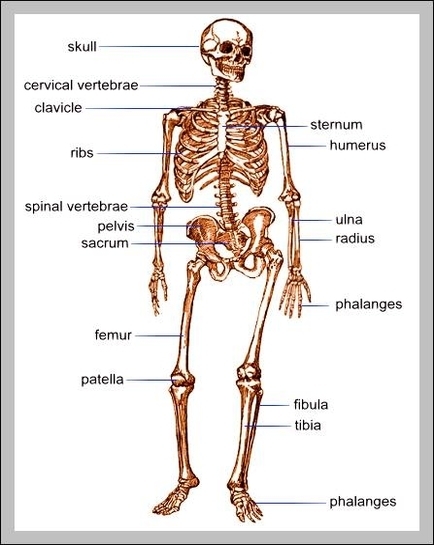 bones of human body