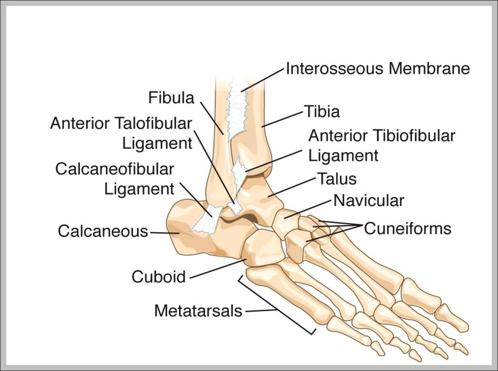 Bones Of The Ankle Graph Diagram 