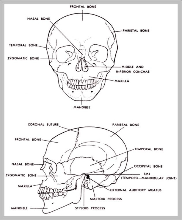 bones of the head and face