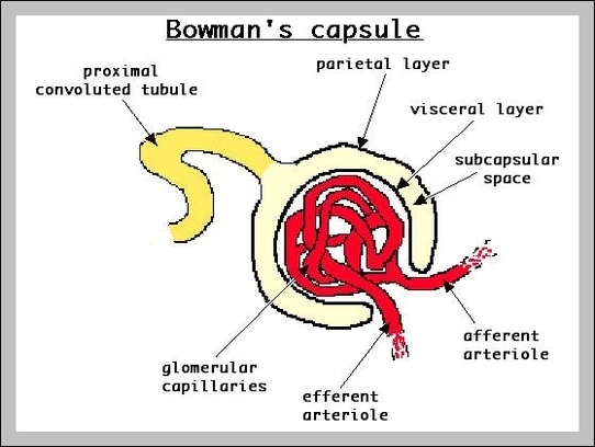 bowmans capsule