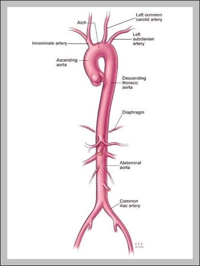 branches of aorta